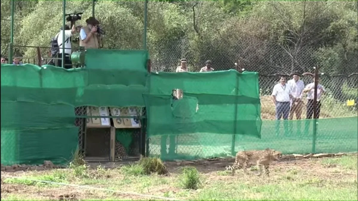 File photo: a cheetah steps out of its enclosure during the 2022 release at Kuno National Park as officials watch from behind a fence