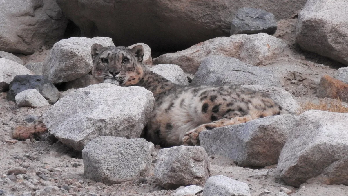 A wild snow leopard resting among boulders in Ladakh